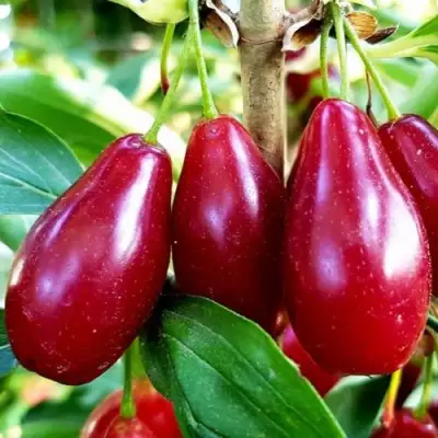 Кизил ВЛАДИМИРСКИЙ в Могилёве