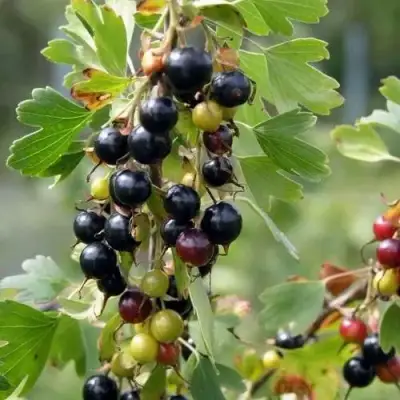 Смородина золотистая ПЛОТНОМЯСАЯ в Могилёве
