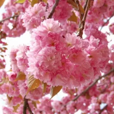 САКУРА  в Могилёве