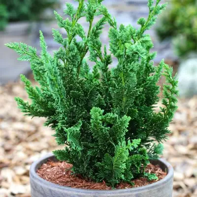 Кипарисовик ВИСЕЛЛИ лавсона в Могилёве