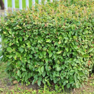 Кизильник блестящий в Могилёве