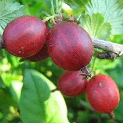 саженцы крыжовника щедрого