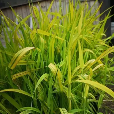 Фалярис АРКТИК САН тростниковый в Могилёве