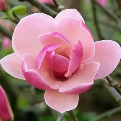 Магнолия РУСТИКА РУМБА в Могилёве