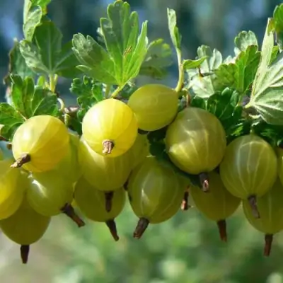 саженцы крыжовника хинонмайнен кельтайнен