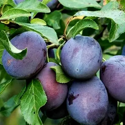 Слива ВЕНГЕРКА БЕЛОРУССКАЯ в Могилёве