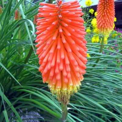 Книфофия БЕНГАЛ ФАЕР гибридная в Могилёве