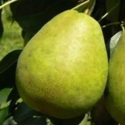 Груша ЛАГОДНАЯ в Могилёве