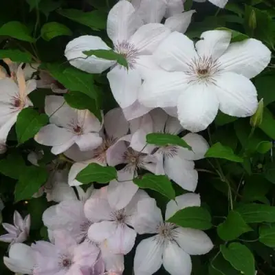 Клематис ИОАНН ПАВЕЛ 2 в Могилёве