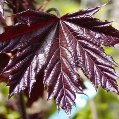 Клен КРИМСОН КИНГ остролистный в Могилёве