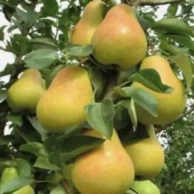 Груша ЛЮБИМИЦА ЯКОВЛЕВА в Могилёве