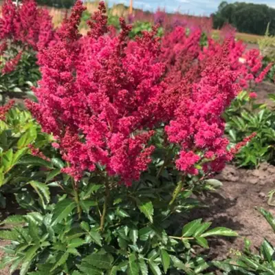 Астильба ЛАКИ ДЕЙ Арендса в Могилёве