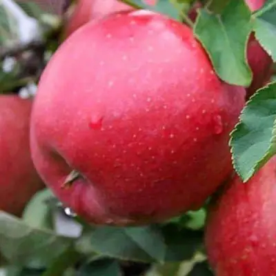 Яблоня ЧЕМПИОН в Могилёве