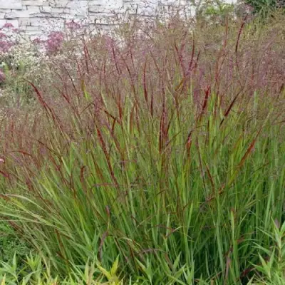 Просо ШЕНАНДО прутьевидное в Могилёве