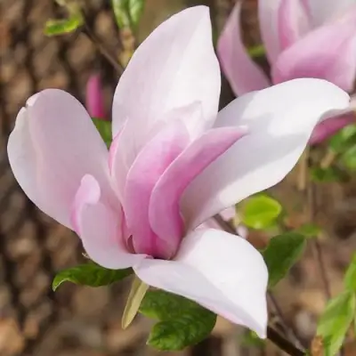 Магнолия БЕТТИ в Могилёве