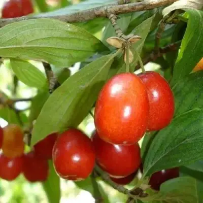 Кизил КОРАЛЛОВЫЙ МАРКА в Могилёве