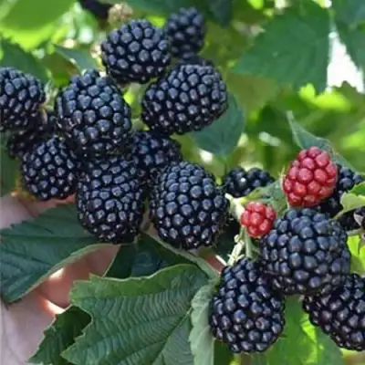 Ежевика ПОЛАР бесшипная  в Могилёве