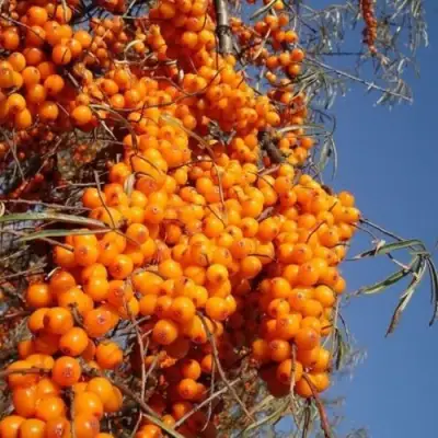 Облепиха СУДАРУШКА в Могилёве