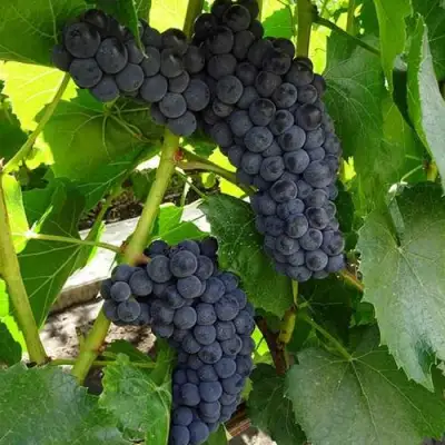 Виноград ВЭЛИАНТ в Могилёве