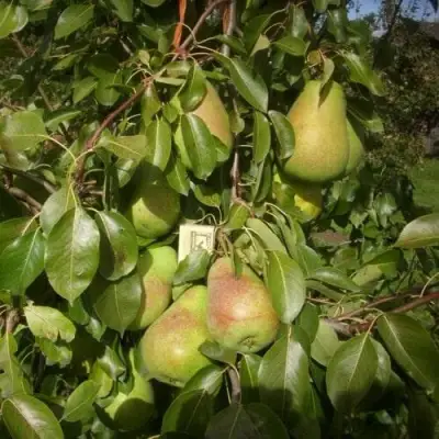 Груша БЕРЕ ЛЮКА в Могилёве