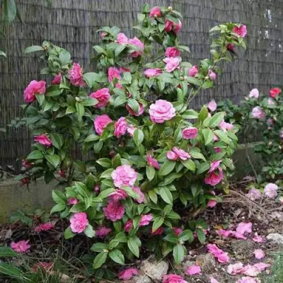 Камелия ДЕББИ в Могилёве