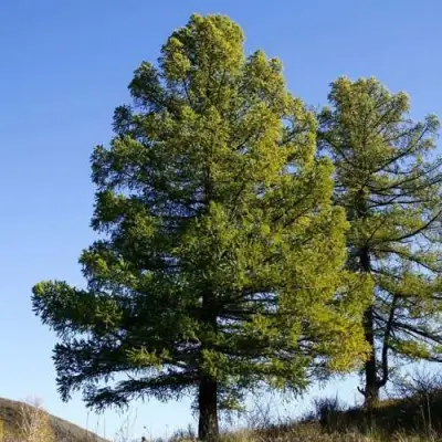 Лиственница сибирская в Могилёве