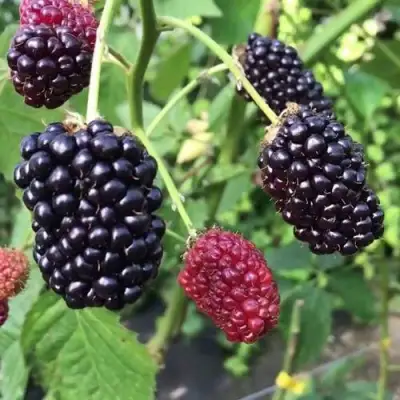 Ежевика ПРАЙМ АРК ФРИДОМ ремонтантная  в Могилёве