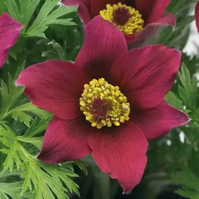 Прострел ПИНВИЛ РЕД ШЕЙДЕС в Могилёве