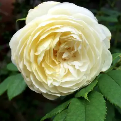 Роза КЛЭР ОСТИН английская в Могилёве