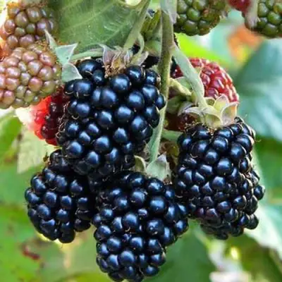 Ежевика ДЖАМБО бесшипная  в Могилёве