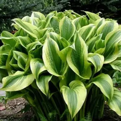 Хоста АУРЕОМАРГИНАТА в Могилёве