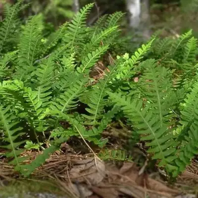 Многоножка обыкновенная в Могилёве
