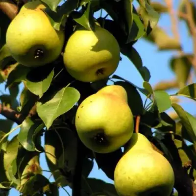 Груша НЕЖНОСТЬ колонновидная	 в Могилёве