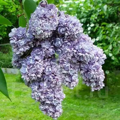 Сирень АМИ ШОТТ в Могилёве