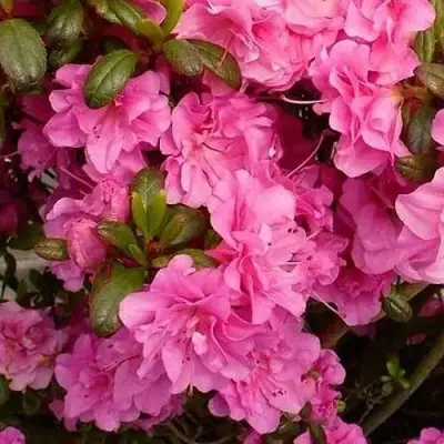 Азалия ПЕТТИКОУТ японская в Могилёве