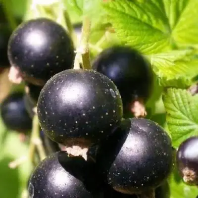 Смородина черная ЧЕРНООКАЯ в Могилёве