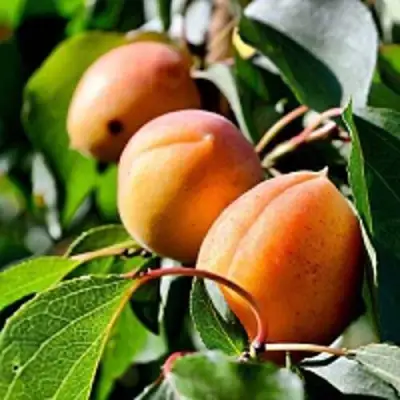 Абрикос БАЙ в Могилёве