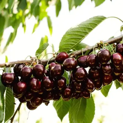 Черешня КОРДИЯ