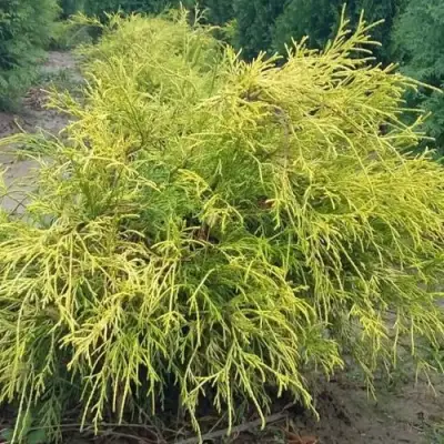 Кипарисовик ФИЛИФЕРА АУРЕА горохоплодный в Могилёве