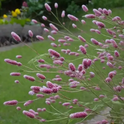 Кровохлебка РОК ЭНД РОЛЛ в Могилёве