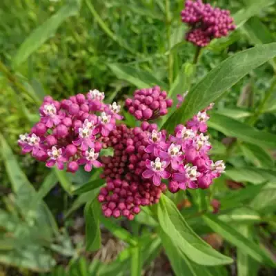 Ваточник МЯСО-КРАСНЫЙ в Могилёве