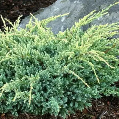 Можжевельник ХОЛГЕР чешуйчатый в Могилёве