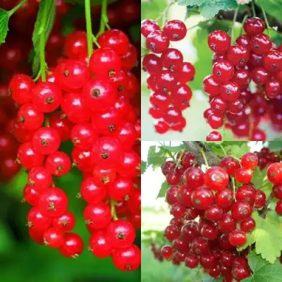 Комплект КРАСНЫЙ УРОЖАЙ в Могилёве