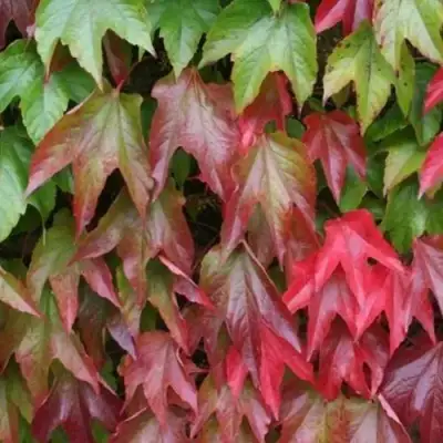 Девичий виноград тройчатый ВИЧИ в Могилёве