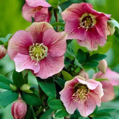 Морозник ВОСТОЧНЫЙ в Могилёве