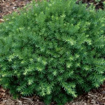 Тис ХИКСИ средний в Могилёве