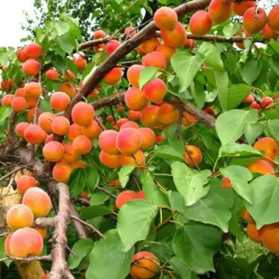 Абрикос ОТБОР АСТАХОВА в Могилёве