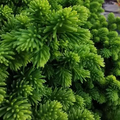 Ель ЛИТЛ ДЖЕМ обыкновенная в Могилёве