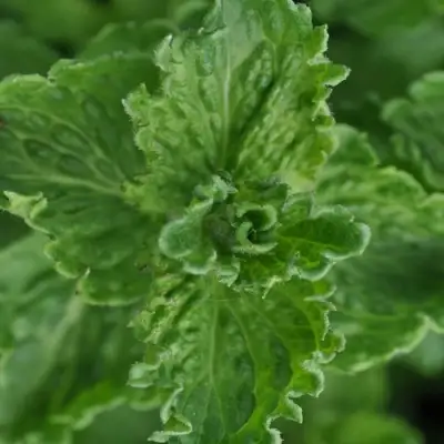 Мята КРИСПА в Могилёве