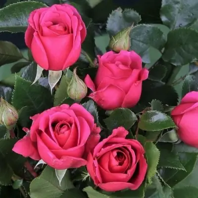 Роза ЛАВ ЛЕТТЕР флорибунда в Могилёве